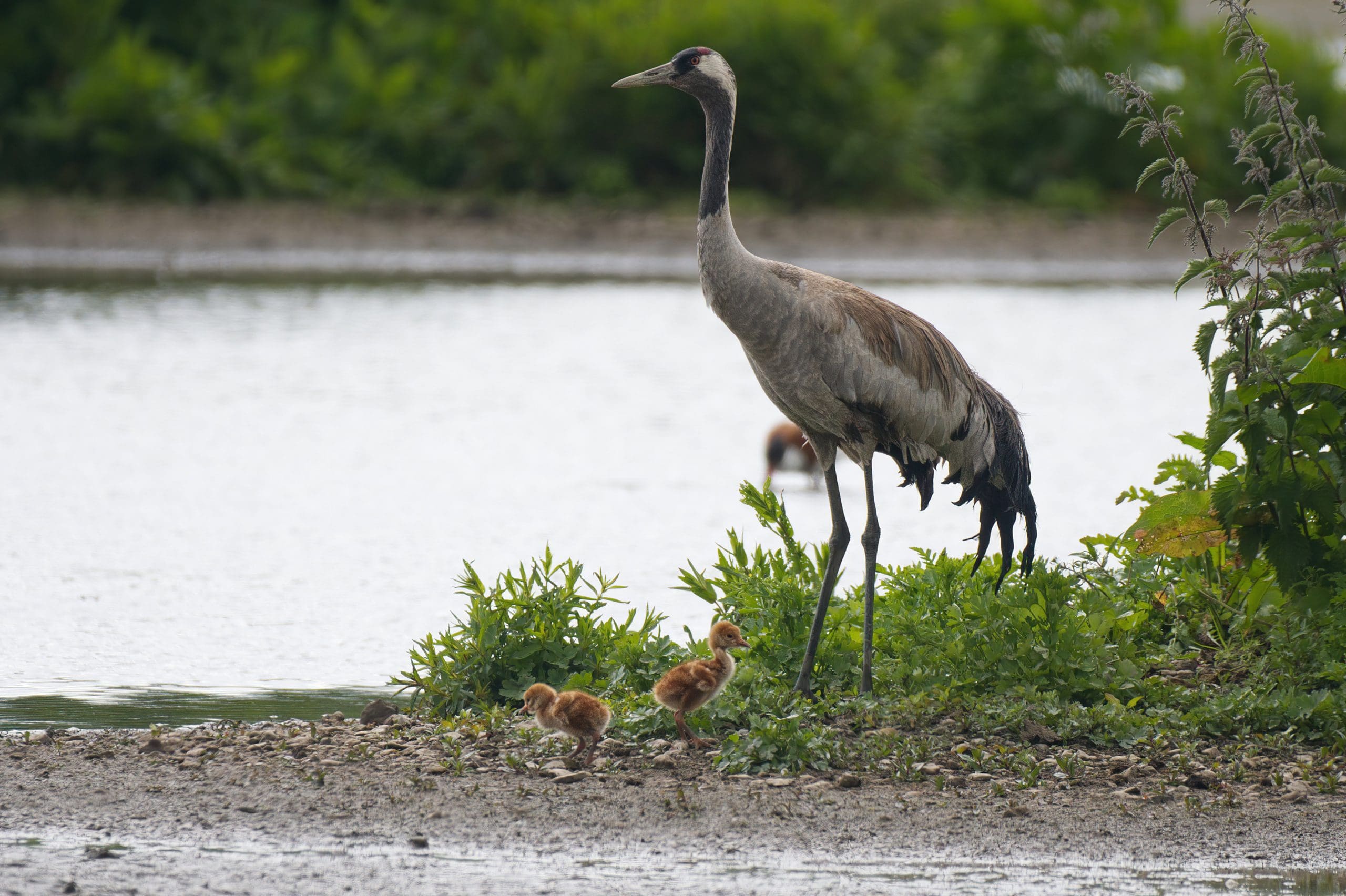 Slimbridge